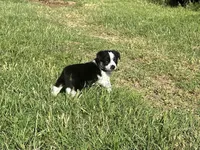Boy1, a male Australian Cattle Dog and Australian Shepherd for sale in Nocona, TX – Photo 5 of 7