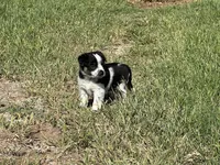 Boy1, a male Australian Cattle Dog and Australian Shepherd for sale in Nocona, TX – Photo 7 of 7
