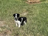 Boy1, a male Australian Cattle Dog and Australian Shepherd for sale in Nocona, TX – Photo 6 of 7