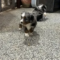 Billy, a male Toy Australian Shepherd for sale in Nocona, TX – Photo 4 of 4