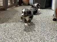 Billy, a male Toy Australian Shepherd for sale in Nocona, TX – Photo 4 of 4