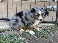 Billy, a male Toy Australian Shepherd for sale in Nocona, TX – Photo 1 of 4