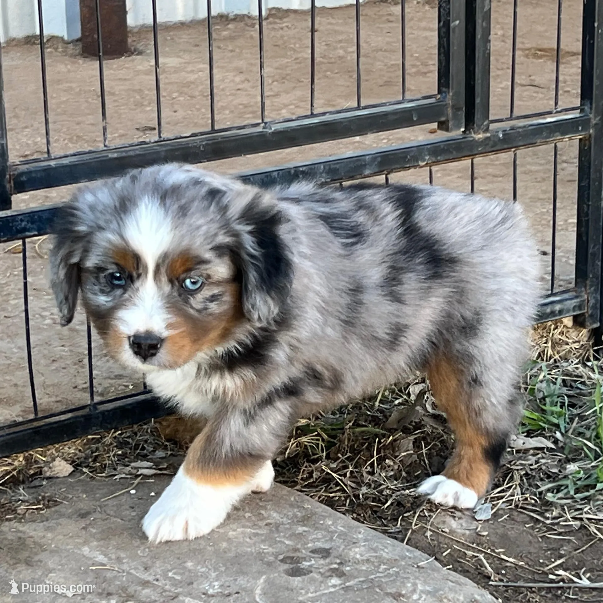 Billy, a male Toy Australian Shepherd for sale in Nocona, TX – Photo 2 of 4