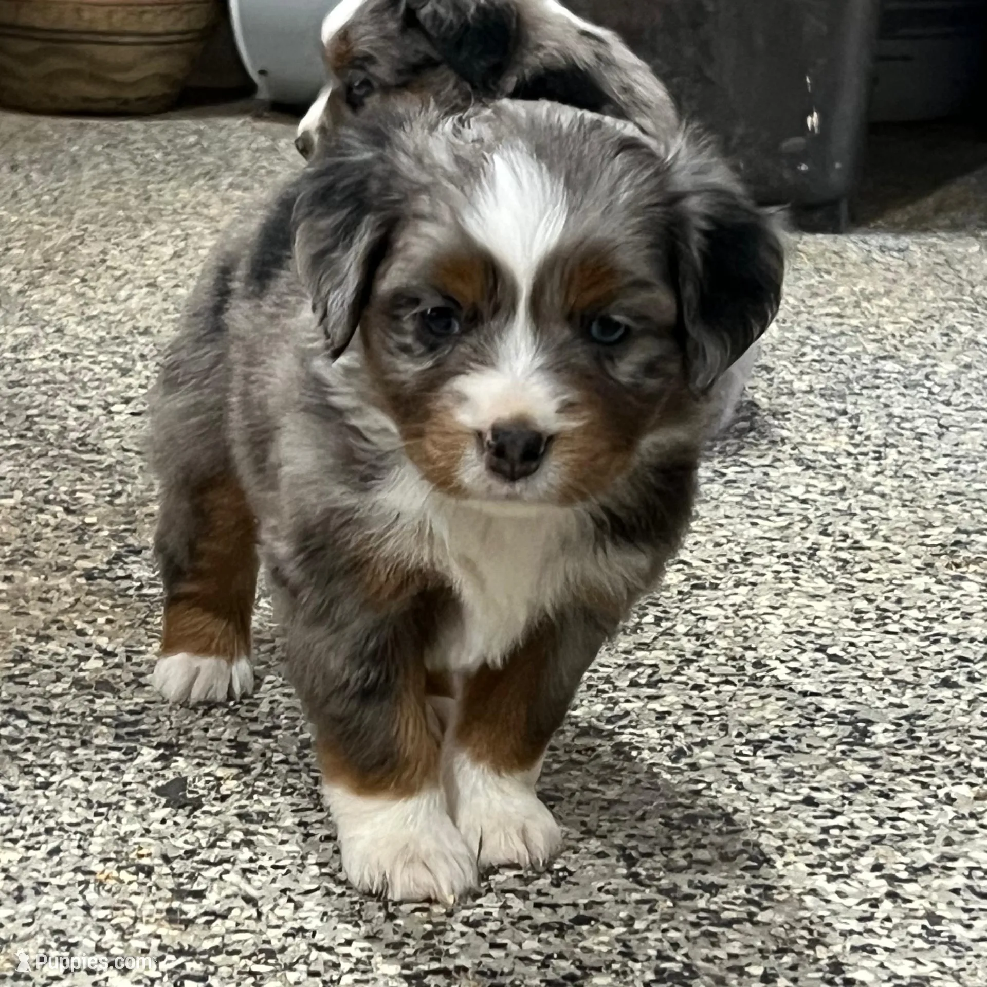 Billy, a male Toy Australian Shepherd for sale in Nocona, TX – Photo 3 of 4