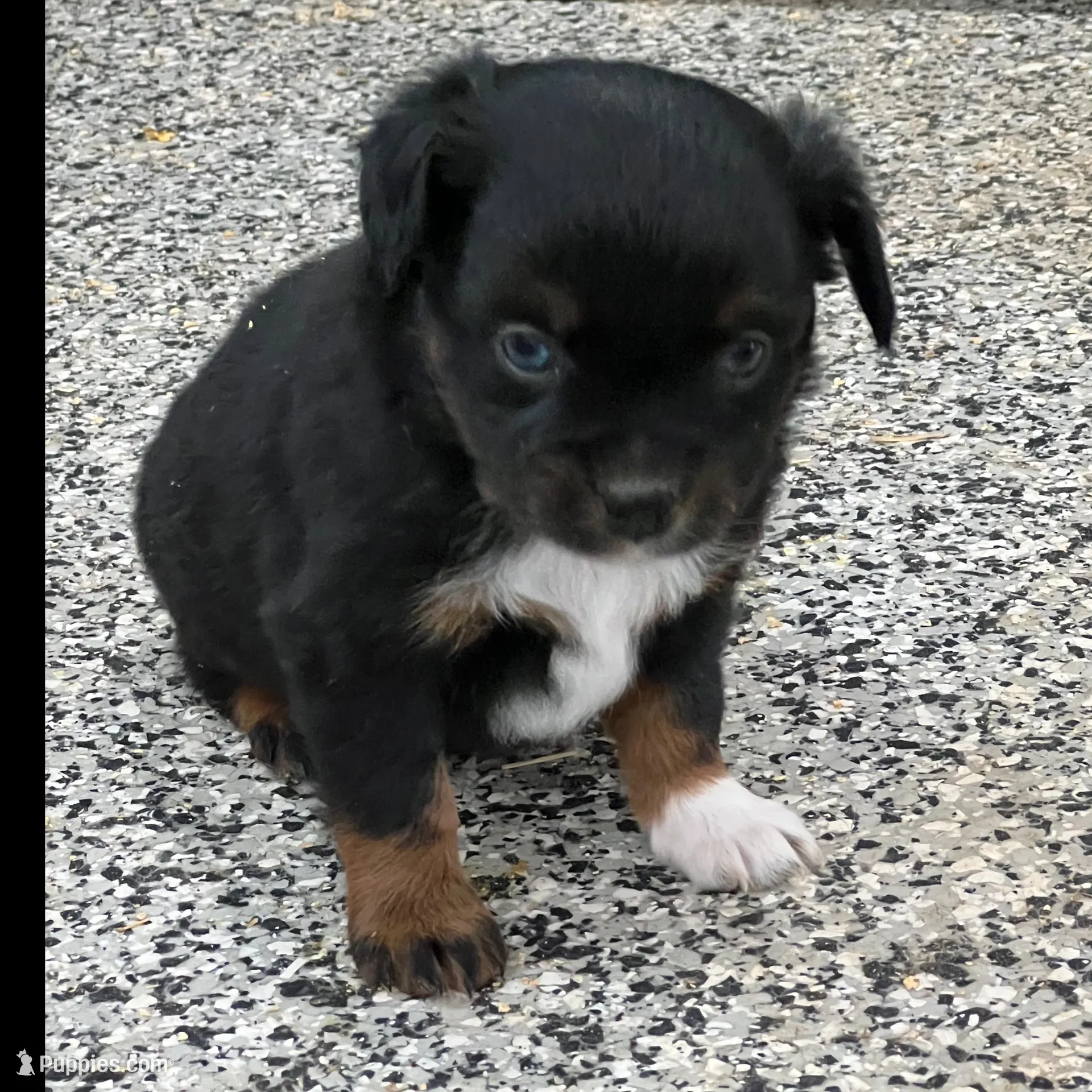Lilly, a female Toy Australian Shepherd for sale in Nocona, TX – Photo 3 of 7