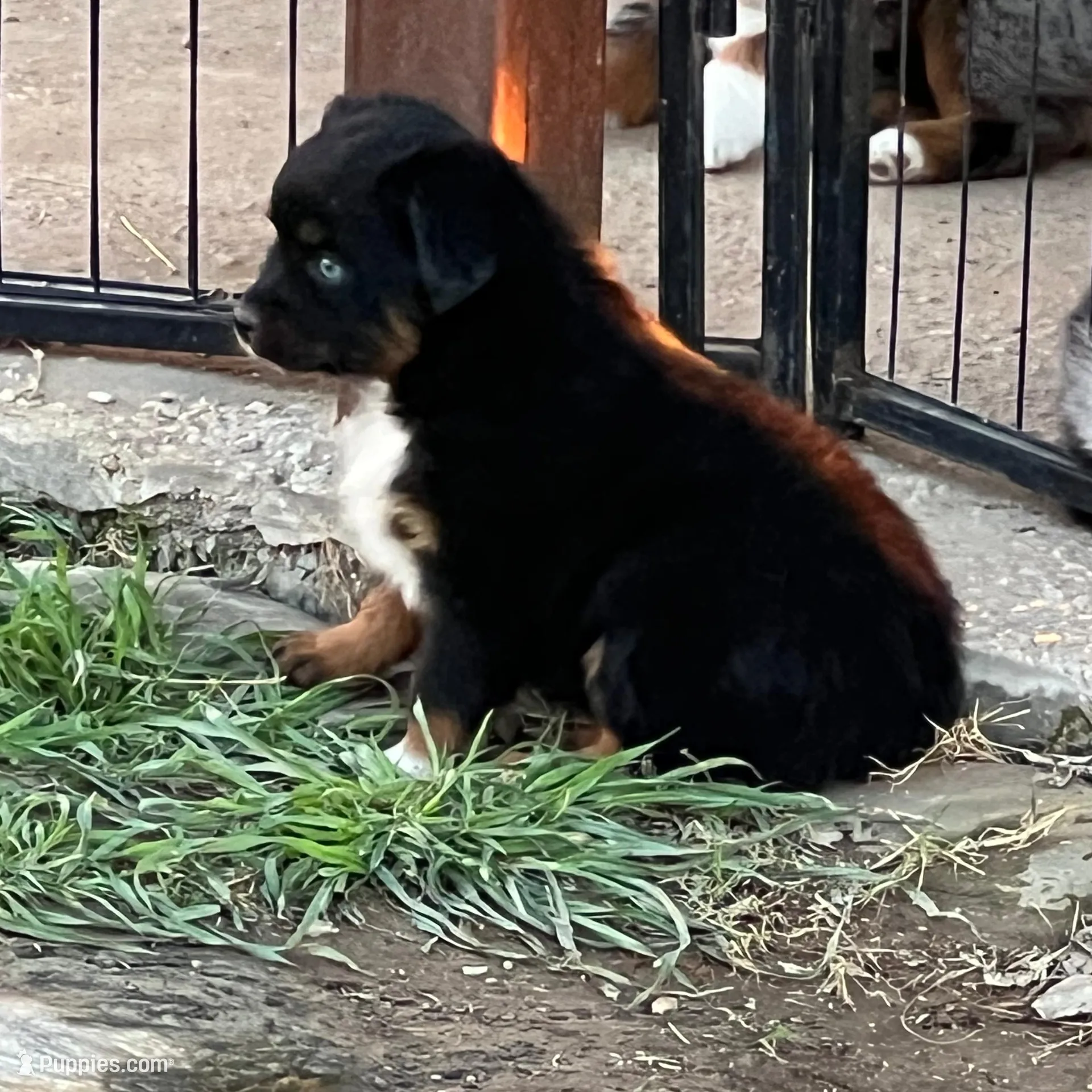 Lilly, a female Toy Australian Shepherd for sale in Nocona, TX – Photo 6 of 7