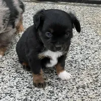 Lilly, a female Toy Australian Shepherd for sale in Nocona, TX – Photo 2 of 7
