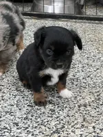 Lilly, a female Toy Australian Shepherd for sale in Nocona, TX – Photo 2 of 7