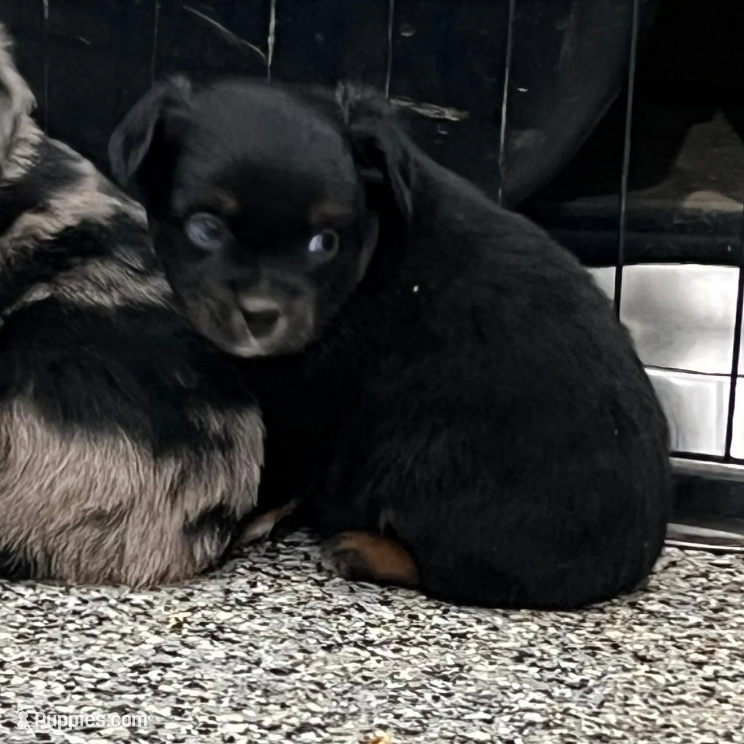 Lilly, a female Toy Australian Shepherd for sale in Nocona, TX – Photo 4 of 7