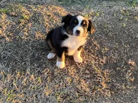 Tina , a female Toy Australian Shepherd for sale in Nocona, TX – Photo 6 of 8