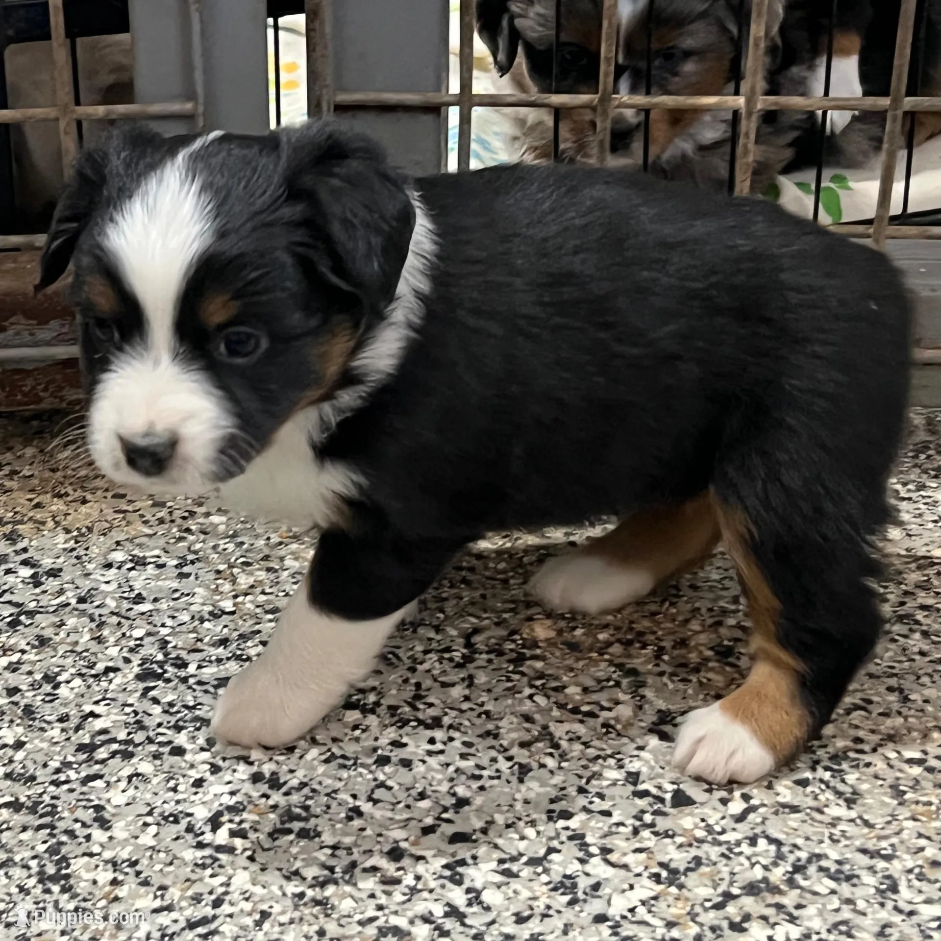 Tina , a female Toy Australian Shepherd for sale in Nocona, TX – Photo 4 of 8