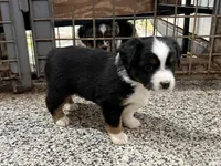 Tina , a female Toy Australian Shepherd for sale in Nocona, TX – Photo 3 of 8