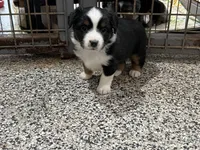 Tina , a female Toy Australian Shepherd for sale in Nocona, TX – Photo 5 of 8