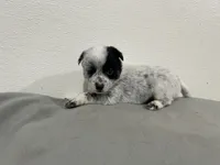 Bingo, a male Australian Cattle Dog for sale in Nocona, TX – Photo 10 of 10