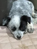 Bingo, a male Australian Cattle Dog for sale in Nocona, TX – Photo 2 of 10