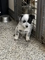 Bingo, a male Australian Cattle Dog for sale in Nocona, TX – Photo 1 of 10
