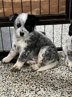 Bingo, a male Australian Cattle Dog for sale in Nocona, TX – Photo 3 of 10