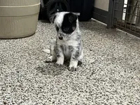 Bingo, a male Australian Cattle Dog for sale in Nocona, TX – Photo 7 of 10