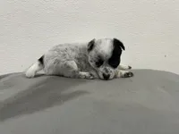 Bingo, a male Australian Cattle Dog for sale in Nocona, TX – Photo 8 of 10