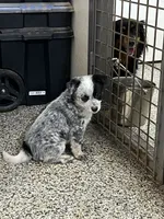 Bingo, a male Australian Cattle Dog for sale in Nocona, TX – Photo 5 of 10