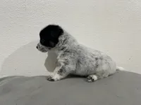 Bingo, a male Australian Cattle Dog for sale in Nocona, TX – Photo 9 of 10