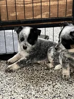 Bingo, a male Australian Cattle Dog for sale in Nocona, TX – Photo 4 of 10