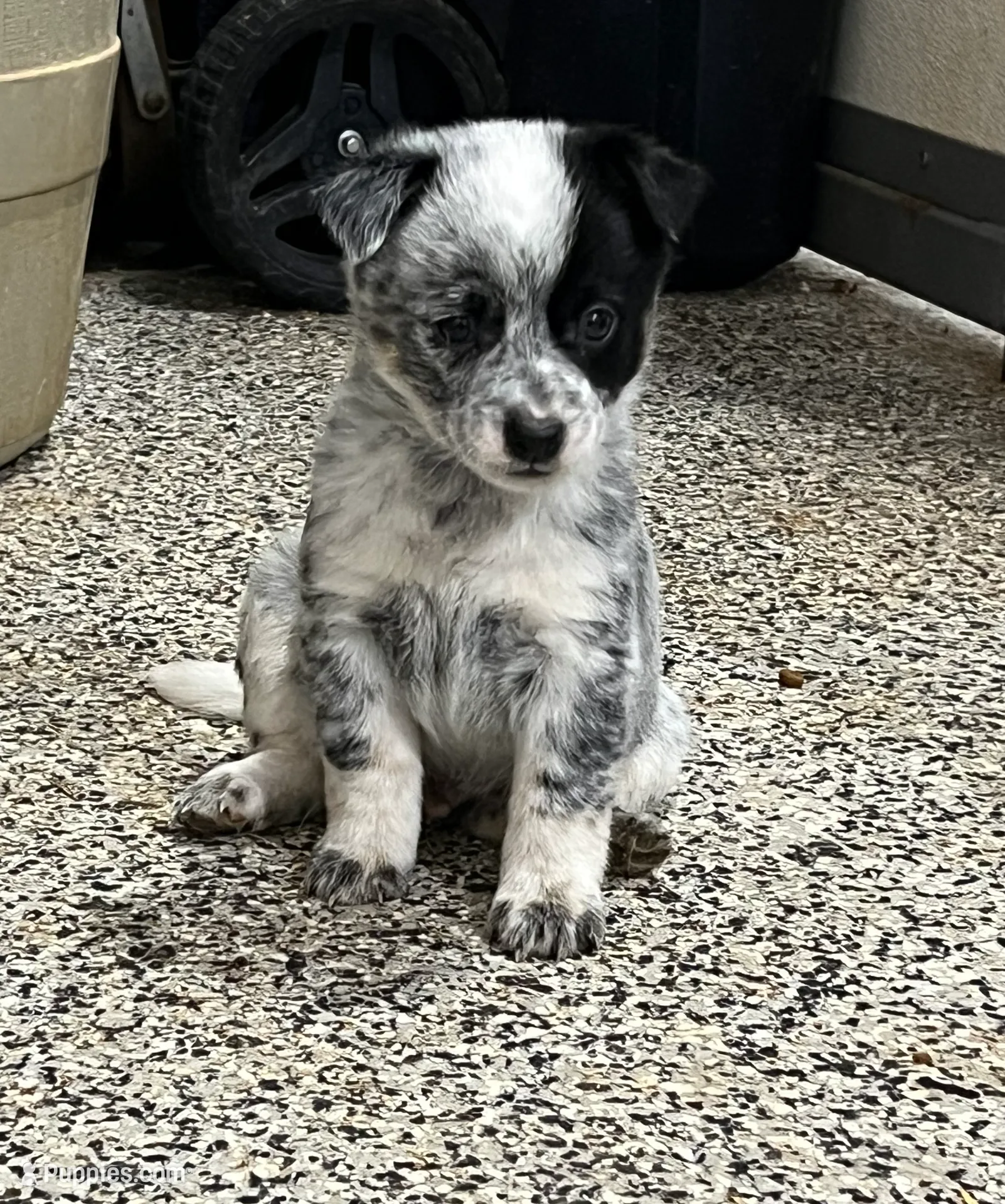 Bingo, a male Australian Cattle Dog for sale in Nocona, TX – Photo 6 of 10