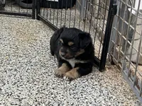 Mira, a female Toy Australian Shepherd for sale in Nocona, TX – Photo 3 of 4