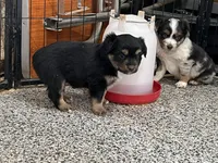 Mira, a female Toy Australian Shepherd for sale in Nocona, TX – Photo 1 of 4