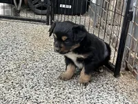 Mira, a female Toy Australian Shepherd for sale in Nocona, TX – Photo 2 of 4