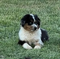 Levi, a male Toy Australian Shepherd for sale in Nocona, TX – Photo 9 of 9