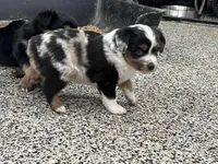 Levi, a male Toy Australian Shepherd for sale in Nocona, TX – Photo 5 of 6