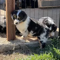 Levi, a male Toy Australian Shepherd for sale in Nocona, TX – Photo 4 of 9