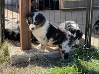 Levi, a male Toy Australian Shepherd for sale in Nocona, TX – Photo 6 of 6