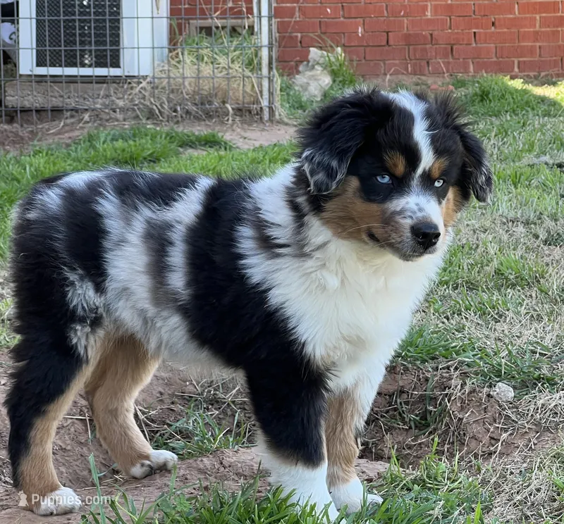 Levi – Toy Australian Shepherd puppy for sale in Nocona, TX