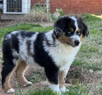 Levi, a male Toy Australian Shepherd for sale in Nocona, TX – Photo 1 of 9