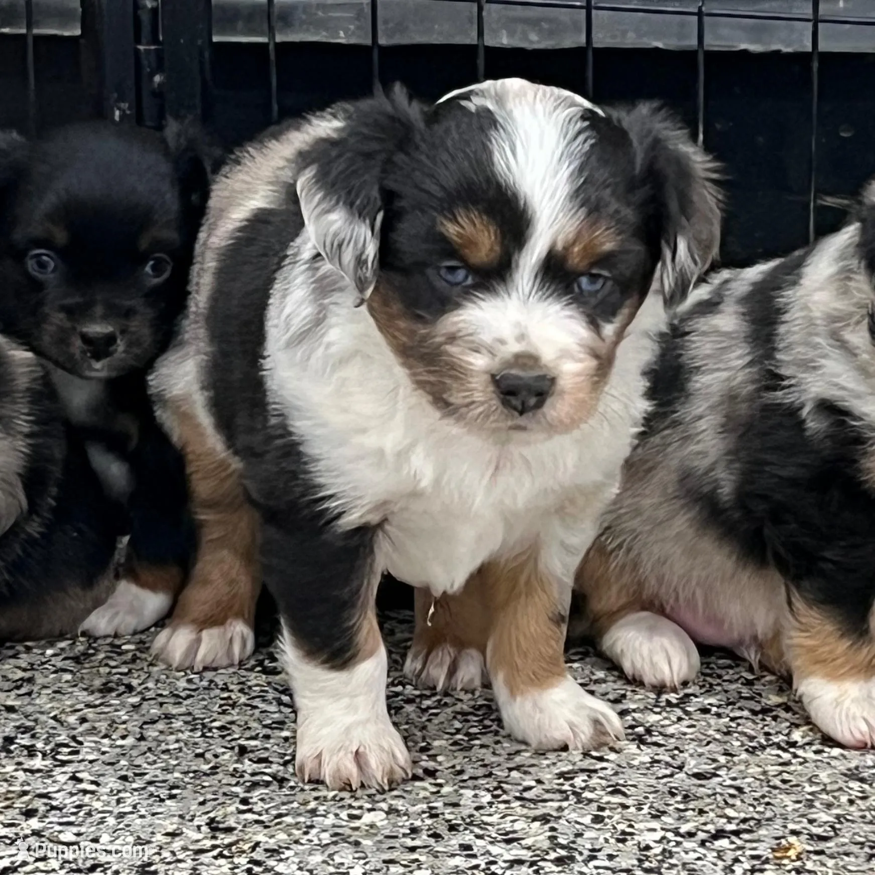 Levi, a male Toy Australian Shepherd for sale in Nocona, TX – Photo 4 of 6