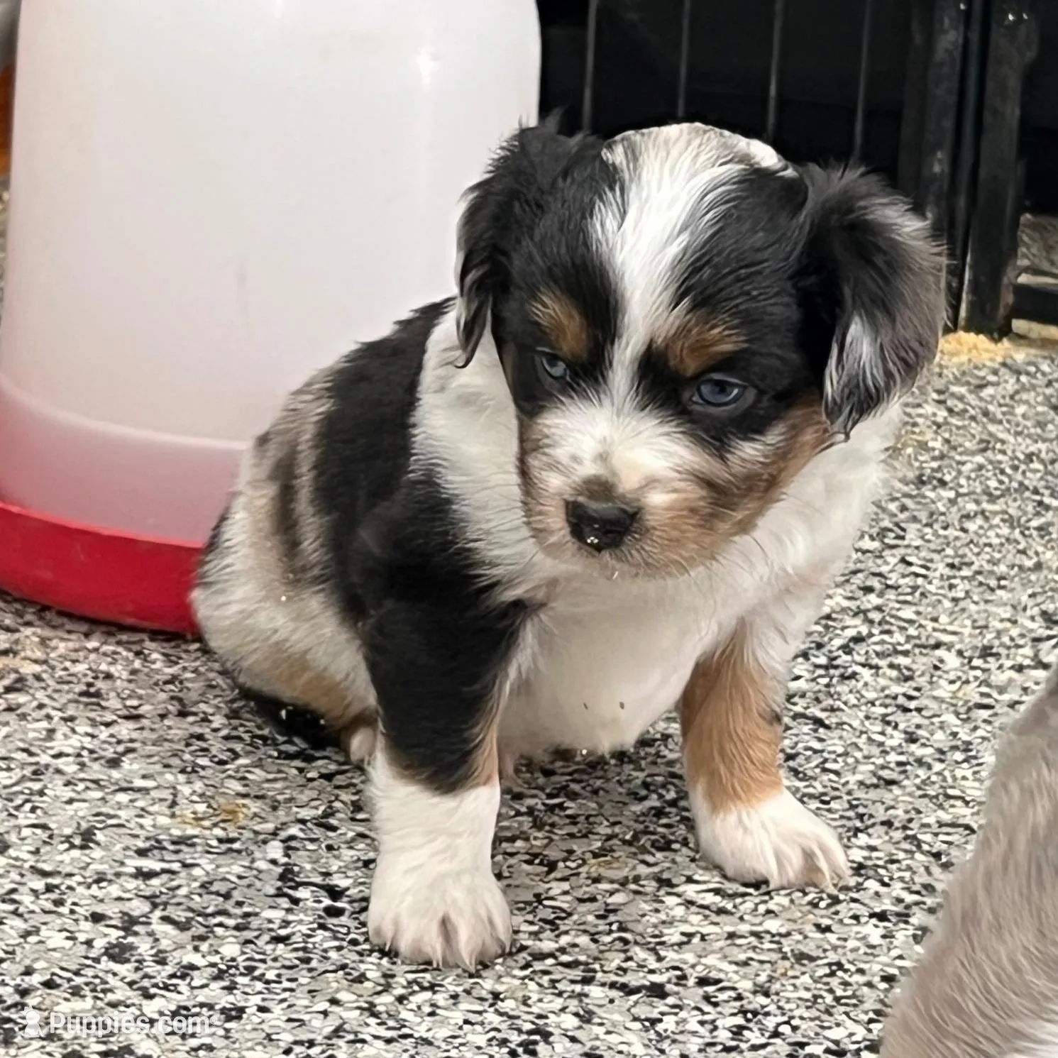 Levi, a male Toy Australian Shepherd for sale in Nocona, TX – Photo 3 of 6