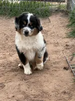 Levi, a male Toy Australian Shepherd for sale in Nocona, TX – Photo 5 of 9