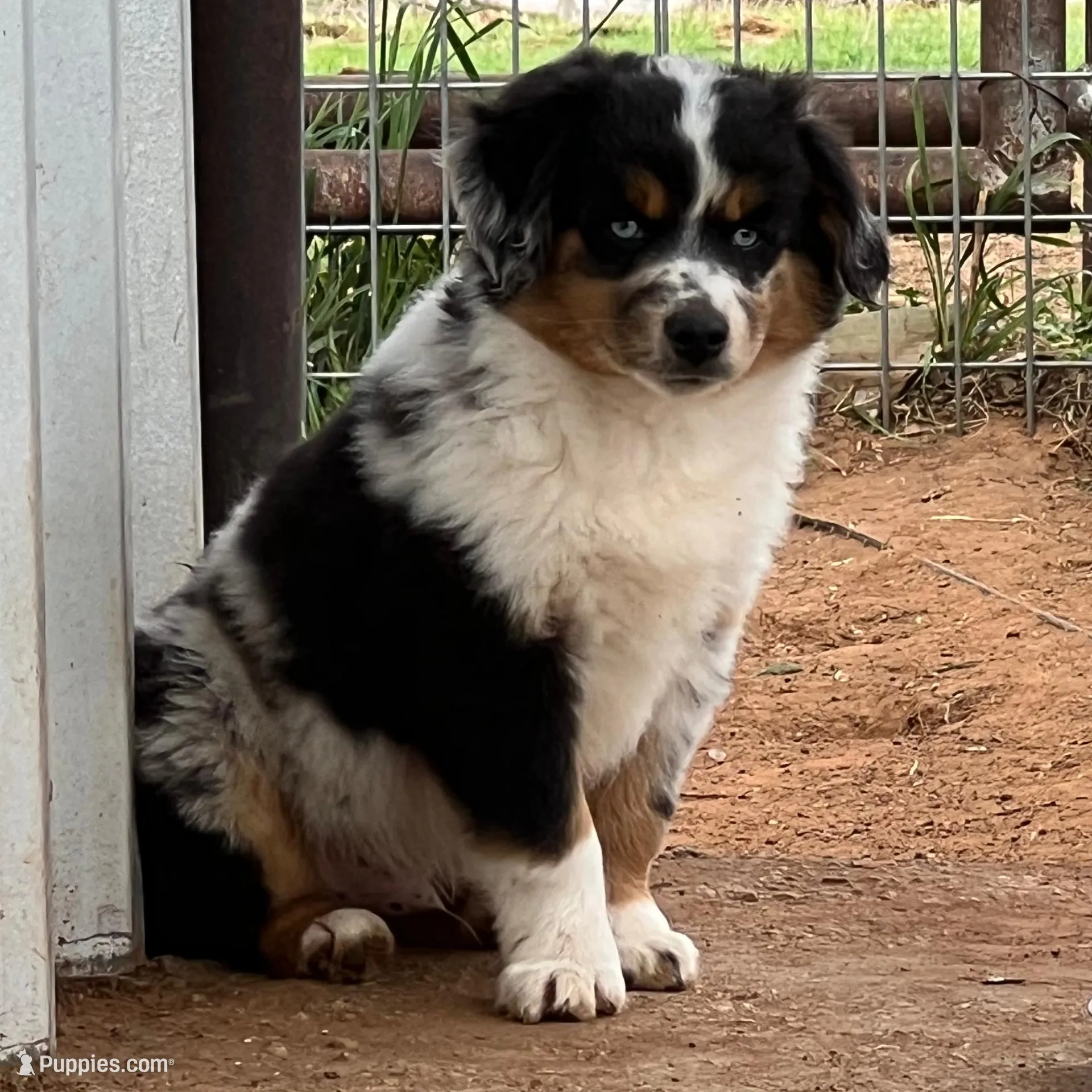 Levi, a male Toy Australian Shepherd for sale in Nocona, TX – Photo 3 of 9