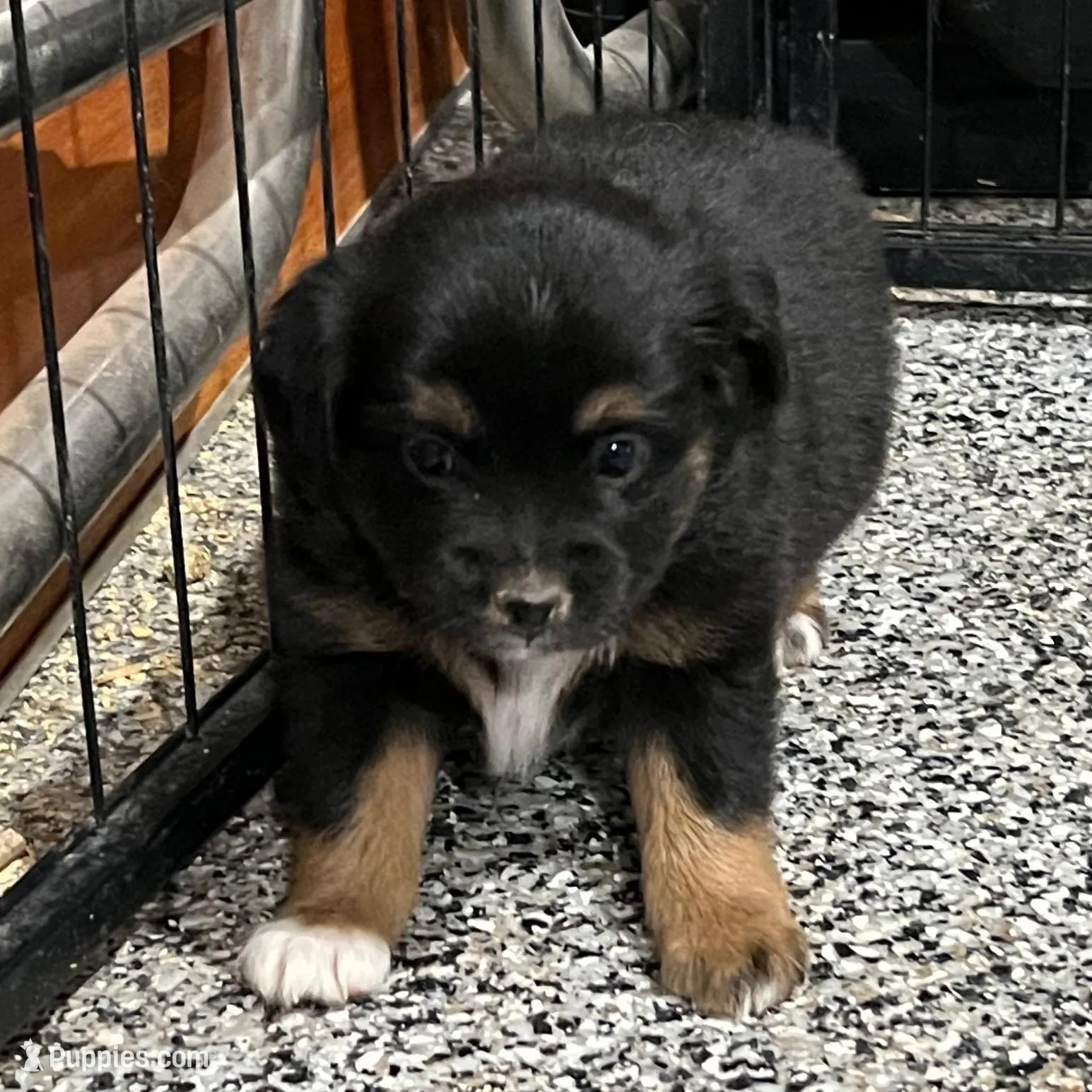 Blanch, a female Toy Australian Shepherd for sale in Nocona, TX – Photo 4 of 7