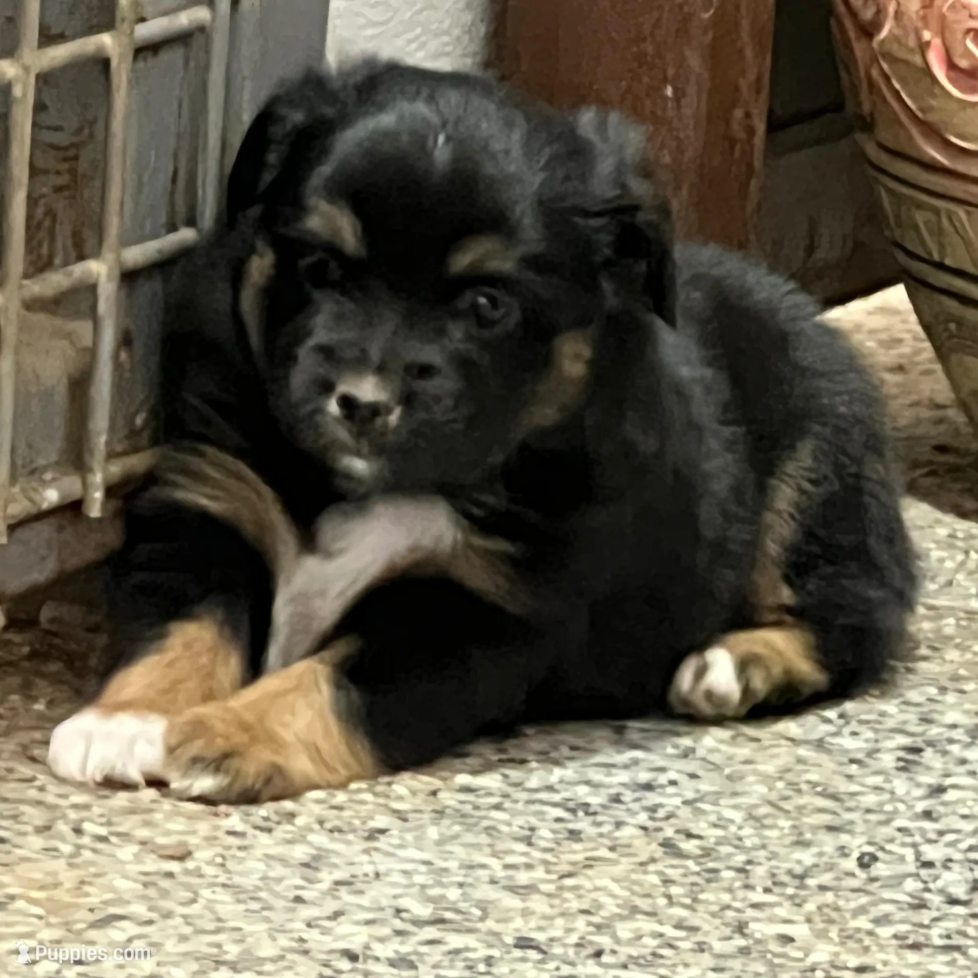 Blanch, a female Toy Australian Shepherd for sale in Nocona, TX – Photo 2 of 7