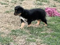 Blanch, a female Toy Australian Shepherd for sale in Nocona, TX – Photo 5 of 7