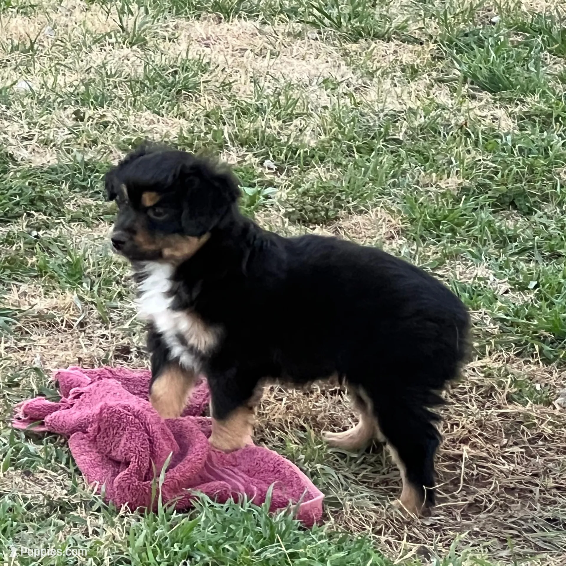 Blanch, a female Toy Australian Shepherd for sale in Nocona, TX – Photo 6 of 7