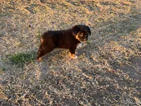 Blanch, a female Toy Australian Shepherd for sale in Nocona, TX – Photo 7 of 7