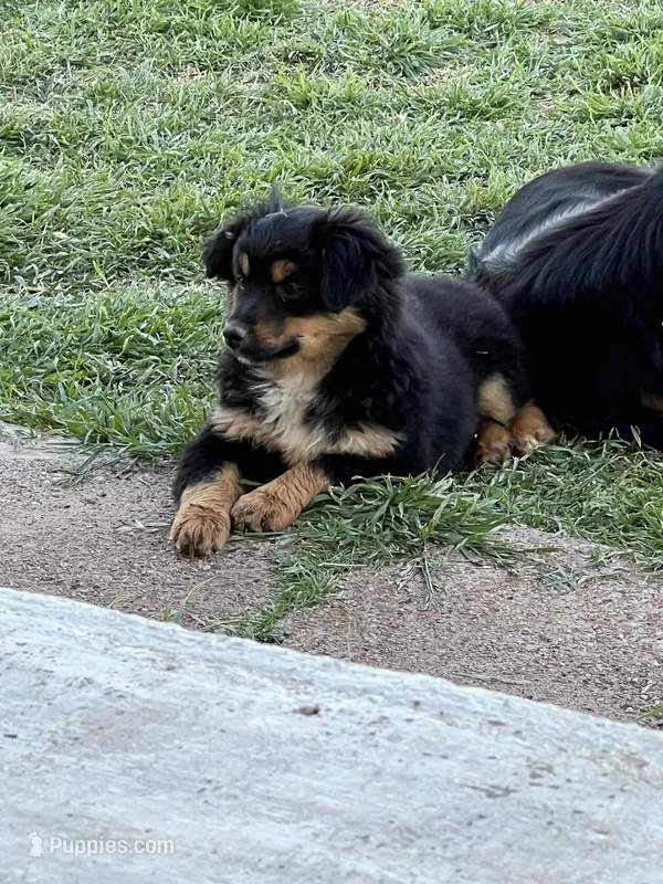 Blanch – Toy Australian Shepherd puppy for sale in Nocona, TX