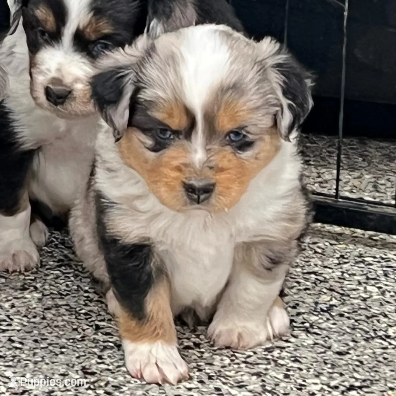 Leaf, a male Toy Australian Shepherd for sale in Nocona, TX – Photo 2 of 4