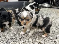 Leaf, a male Toy Australian Shepherd for sale in Nocona, TX – Photo 3 of 4