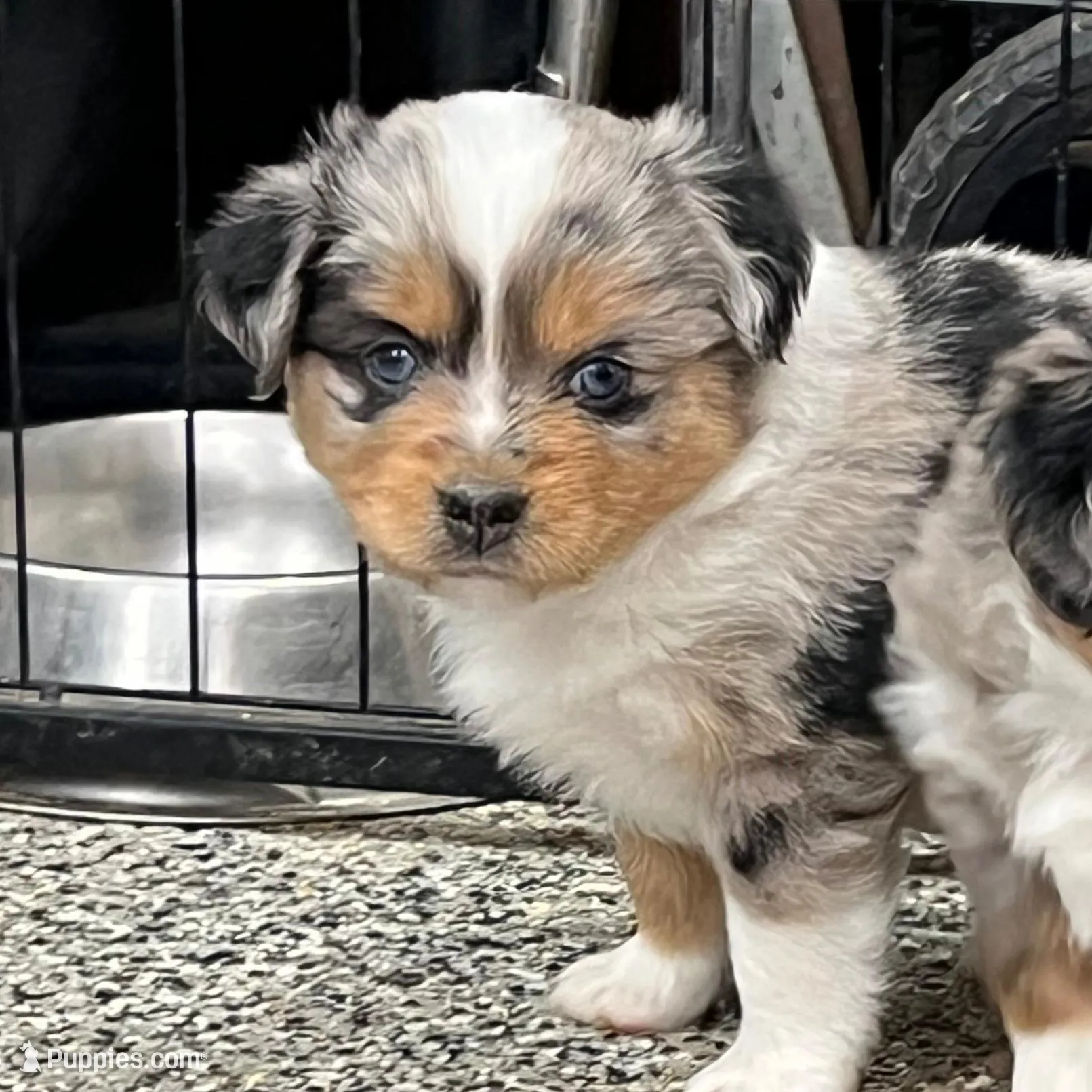 Leaf, a male Toy Australian Shepherd for sale in Nocona, TX – Photo 4 of 4