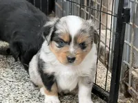 Leaf, a male Toy Australian Shepherd for sale in Nocona, TX – Photo 1 of 4